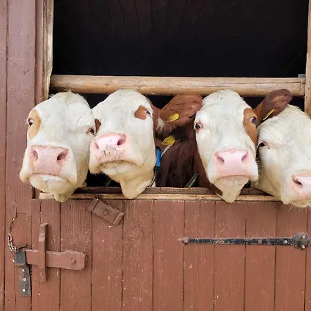 Daire In Hollersbach Near Slopes