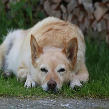 In Hollersbach Near Slopes Apartamento Bramberg am Wildkogel