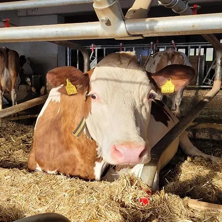 In Hollersbach Near Slopes *