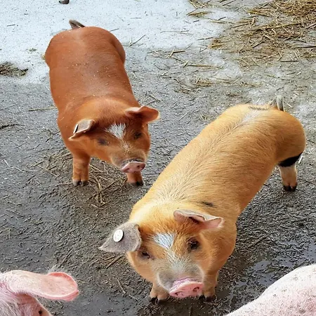 In Hollersbach Near Slopes *