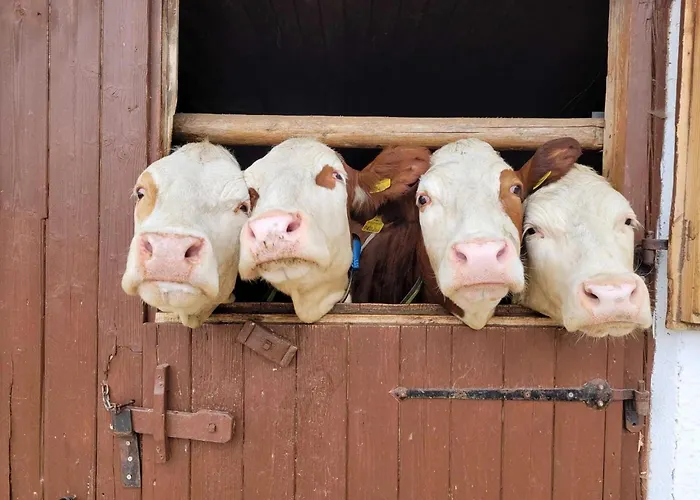 Lägenhet In Hollersbach Near Slopes