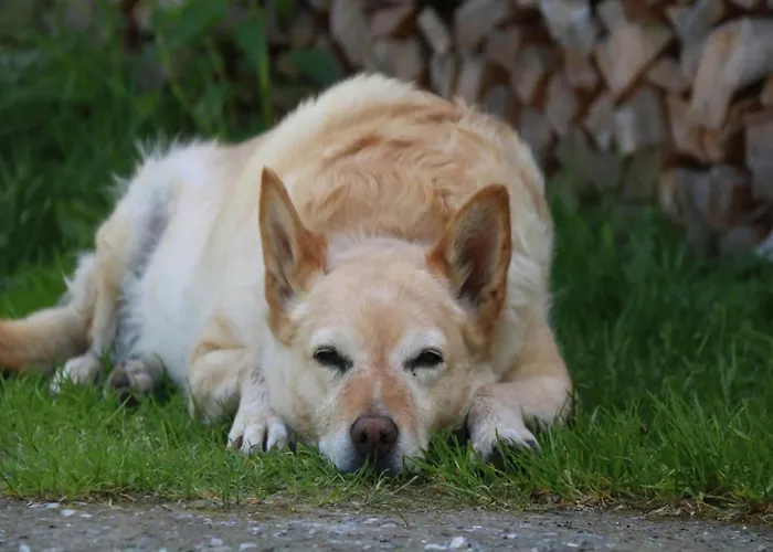 In Hollersbach Near Slopes Lägenhet Bramberg am Wildkogel
