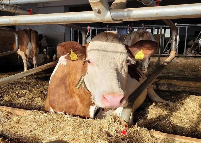 In Hollersbach Near Slopes *