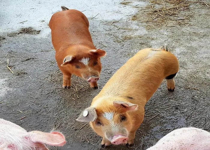 In Hollersbach Near Slopes *